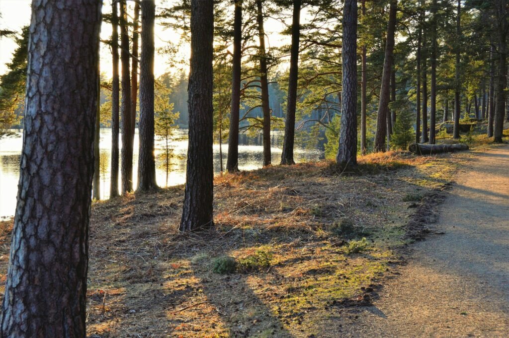 A tranquil forest path under a warm sunrise beside a shimmering lake in Sweden.